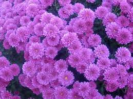 Button Mums Types Of Purple Flowers Fall Flowers Flower Therapy