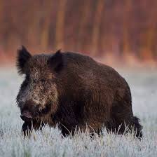 Pin Von Ake Merkiđ Auf Wild Boar Moving Wildschwein Wilde Tiere Jagd