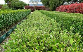 Fitzroy Landscape Constructions Gold Coast Landscape Construction Landscaping Supplies Garden Maintenance