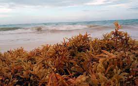 Los sargazos se desplazaron hacia playas intocadas. Conoce Que Es El Sargazo Y Su Funcion En El Oceano Acuario Michin