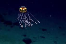 Mariana Trench Marine National Monument | NOAA Fisheries