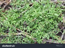 Image result for Glinus