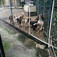 Bilgevet Kopek Uretim Ve Egitim Ciftligi Pet Service In Osmangazi