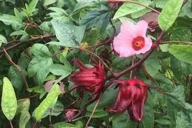 Not to mention how many pies you can get from one plant. Edible Perennial Vegetables Fruit And Herbs To Harvest Year After Year Schneiderpeeps