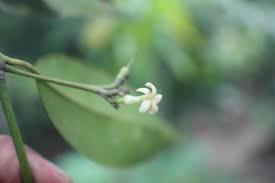 Image result for Hunteria zeylanica