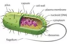 We did not find results for: Are Animal Cell And Plant Cell Eukaryotic Or Prokaryotic Cells Quora