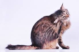 Not all cats go after the smell of earwax, but i know mine does. Does Your Cat Need His Ear Canal Removed Dr Marty Becker