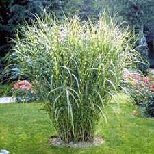 Please see our privacy policy for more information. 9 Best Tall Decorative Grasses For Colorado Ideas Ornamental Grasses Outdoor Gardens Backyard Landscaping