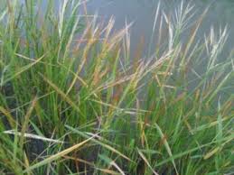 Image result for Oryza barthii