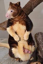 Animal Pictures Of The Week 2 October 2015 Baby Animals Pictures Animals Beautiful Baby Animals