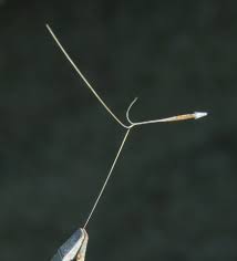 Image result for Aristida congesta