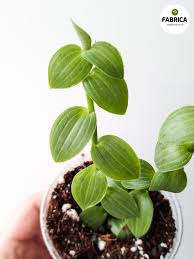 Image result for Aneilema zebrinum