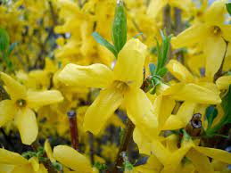 Witch hazel hamamelis, or witch hazels, are ideal february flowering shrubs or small trees. Forsythia Wikipedia