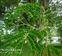 Image result for Samanea saman