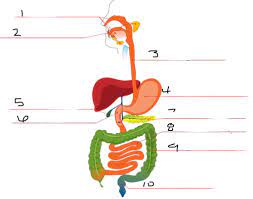 The gallbladder extracts water from its store of bile until the liquid becomes highly concentrated. Dgizmo Galbladder Gizmo Digestive System Answers Page 1 Line 17qq Com The Gallbladder Stores And Releases Bile For Digestion Allinonecomputer Reviews