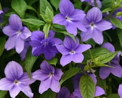 Image result for Browallia