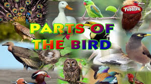 Birds Body Parts Learn English Basics For Kids English Grammar For Children