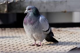 Zwalczania ptasiej grypy na terenie powiatów, gdzie obowiązywały strefy zapowietrzone i zagrożone wirusem. Ptasia Grypa H5n1 Objawy Przyczyny Leczenie Hellozdrowie