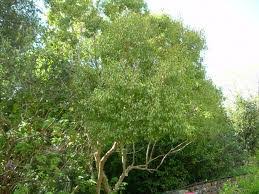 Image result for Heteropyxis natalensis