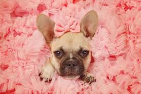 Some french bulldog coat colors are linked with genetic health conditions. Do French Bulldogs Change Color Frenchie World Shop
