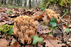 Image result for Ramaria stricta