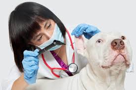 I have fixed several domesticated and vaccines and services are reasonably priced. Caring For Your Pet Ventura County Animal Services