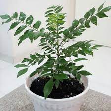 Mengenal ciri daun kari bibit pohon kari cara stek tanaman kari hace un año. Anak Pokok Daun Kari Shopee Malaysia