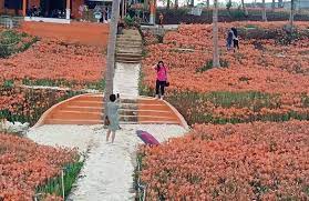 Jalan2 ke jogja part 3. Taman Bunga Amarilis Tumbuh Minimalis Kenapa Krjogja