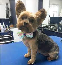 Check spelling or type a new query. 75 Yorkie Haircut Ideas And All You Need To Know About Styling Yorkie