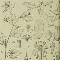 Image result for Leucosphaera bainesii