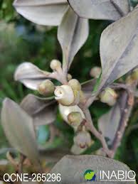 Image result for Pentaphylacaceae