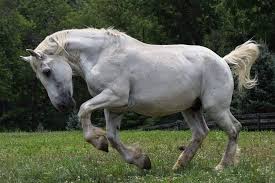 Avalanche 1 Non Rideable Horses Beautiful Horses Draft Horses