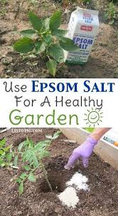 Adding epsom salts to your plant increases the amount of magnesium in the soil. Grow It Eat It Healthy Garden Plants Organic Gardening Tips