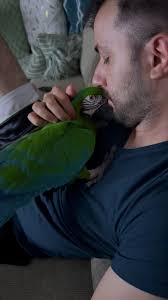 Our nighttime cuddles with the boyssss. Merlin’s fine, he’s just prefers  hanging out