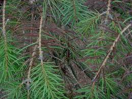 We did not find results for: Rhizosphaera Needle Cast Horticulture And Home Pest News
