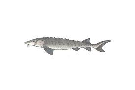 Lake Sturgeon Space For Life