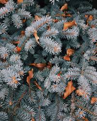 An iphone wallpaper suitable for your mobile phone will give you a happy mood, so choose your own iphone. Best Christmas Wallpaper For Your Home Screen Aesthetic Popsugar Tech