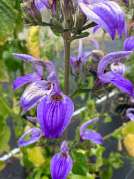 Image result for Brillantaisia owariensis