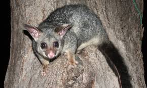 How to kill a possum humanely. Possum Removal Gold Coast Pest Services