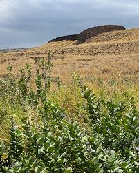 Image result for Heterotis canescens