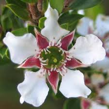 In the early summer, the plant sports showy white, pink, or red blossoms. Leptospermum Lanigerum Silky Or Wooly Tea Tree Seeds X150 Ole Lantana S Seed Store