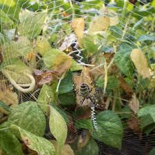 Argiope Frelon Jpg 600 600 Araignee Araignee Insecte Especes
