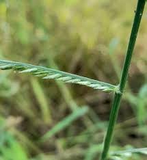 Image result for Eleusine