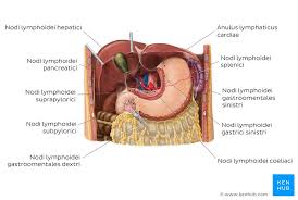 Anatomische lehrtafel das lymphsystem des menschengr 169 bei menschen und tieren ausgebildetes system, dass zum ableiten der lymphe (lymphe: Lymphabfluss Von Abdomen Und Becken Anatomie Kenhub