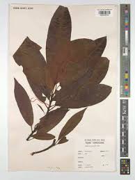 Image result for Buchholzia