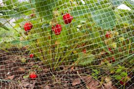 5 Astuces Pour Empecher Les Oiseaux De Manger Vos Cultures