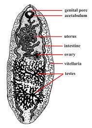 Parasitologia Animal Microscopic Cells Medical Laboratory Science Medical Laboratory