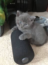 Find cats and kittens wanted, to adopt, and better than craigslist. Beautiful Grey Kittens Ready 24 08 13 Witham Essex Pets4homes