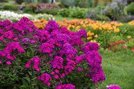 Growing & Caring For Phlox Flowers In Your Garden | Garden Design