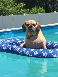 Puggle On Pool Float Tiere
